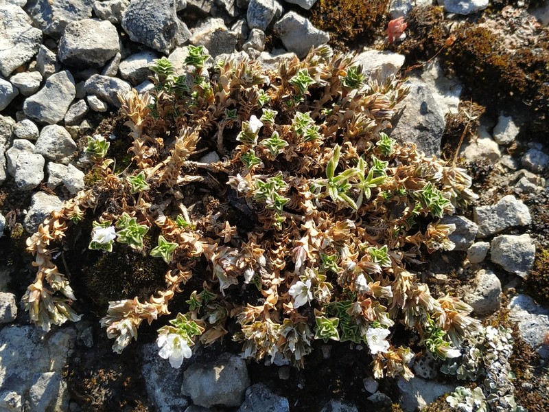 Arenaria vitoriana photo 5