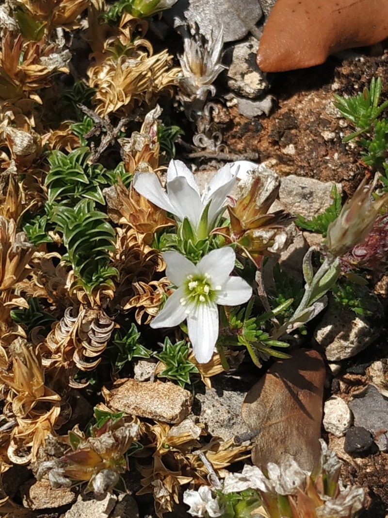 Arenaria vitoriana photo 6