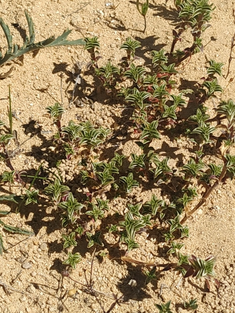Arenaria vitoriana photo 7