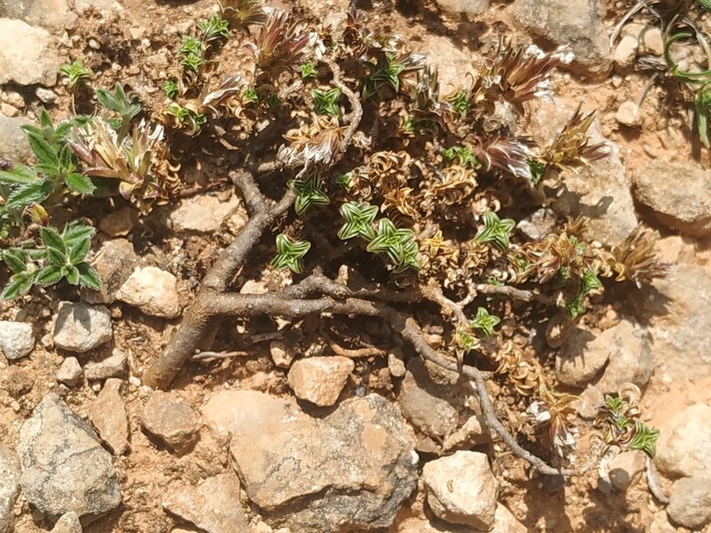 Arenaria vitoriana photo 8