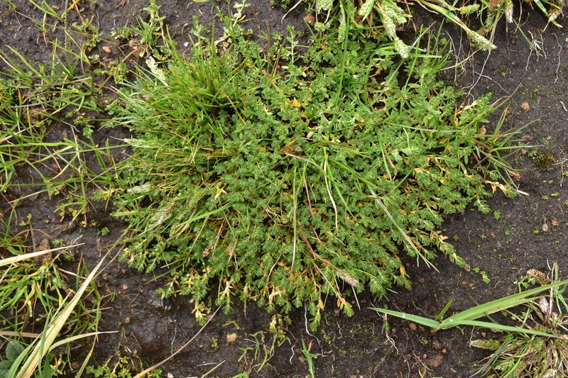 Arenaria weberbaueri