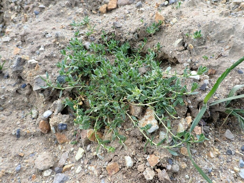 Arenaria weberbaueri photo 2