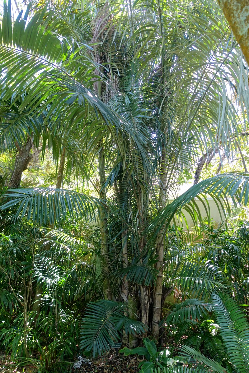 Arenga australasica photo 2