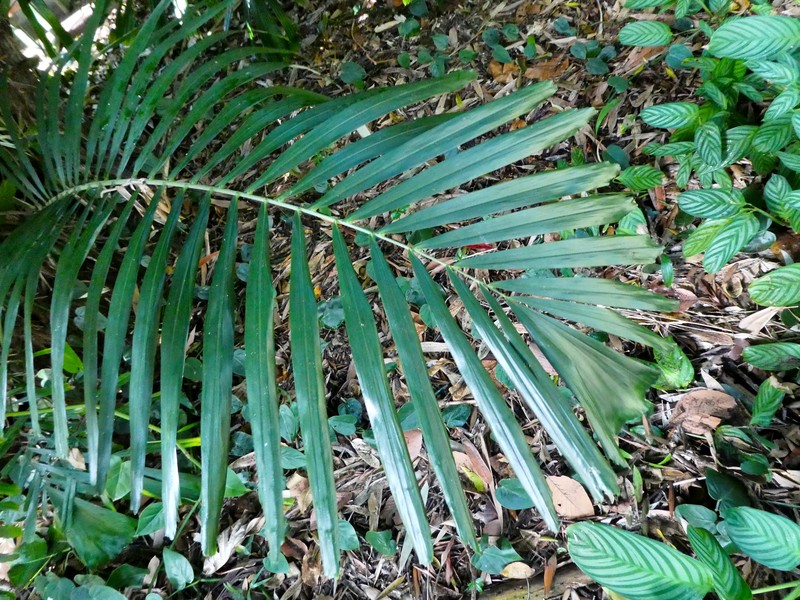 Arenga australasica photo 3