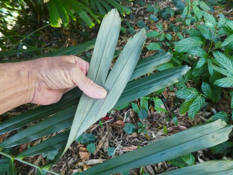 Arenga australasica photo 4