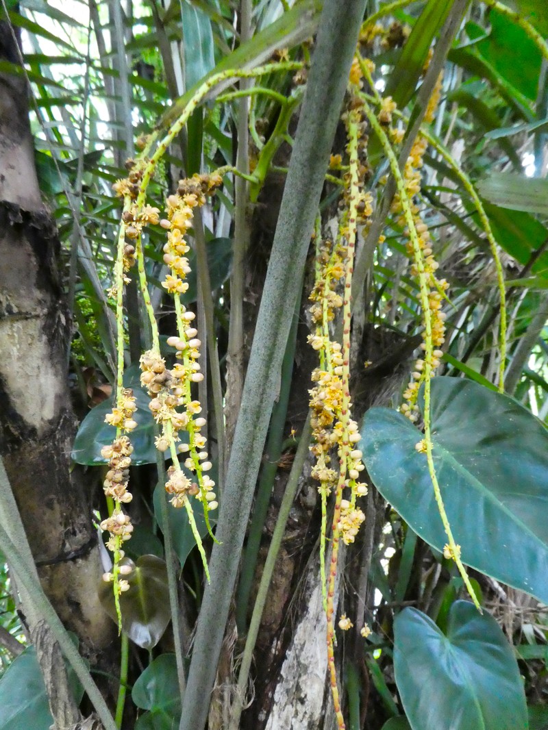 Arenga australasica photo 5
