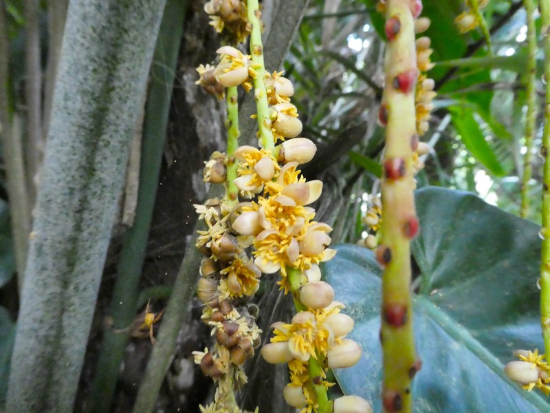 Arenga australasica photo 6