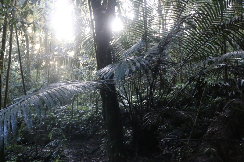 Arenga brevipes photo 2