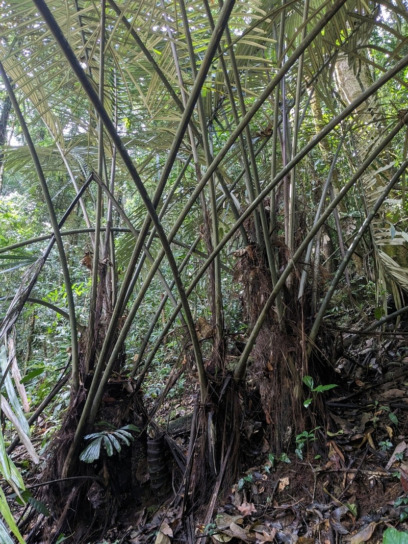 Arenga brevipes photo 3