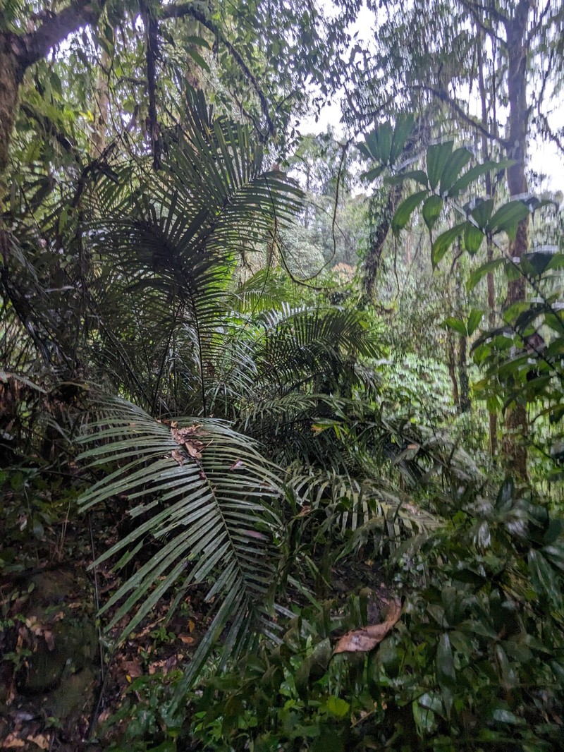 Arenga brevipes photo 6
