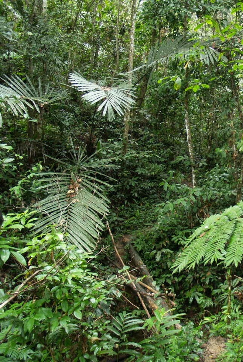 Arenga brevipes photo 8