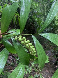 Arenga caudata