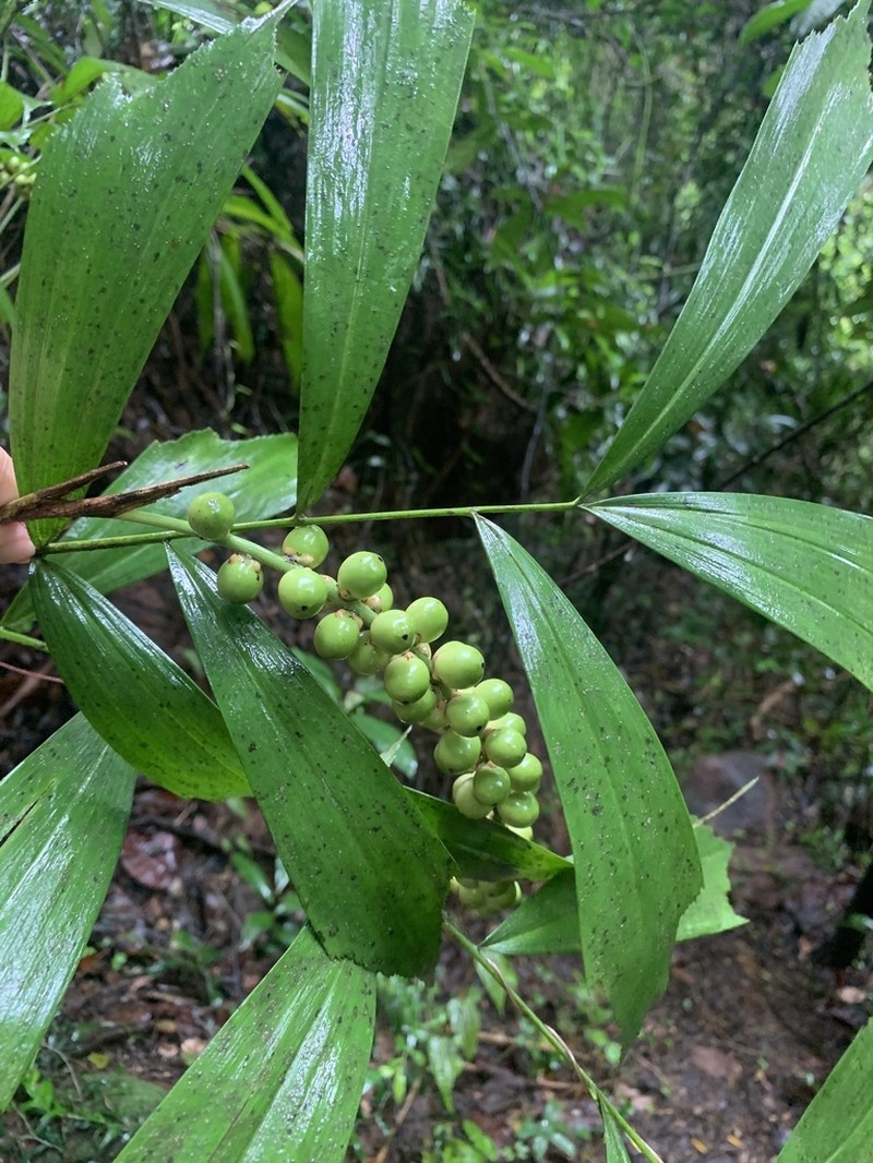 Arenga caudata