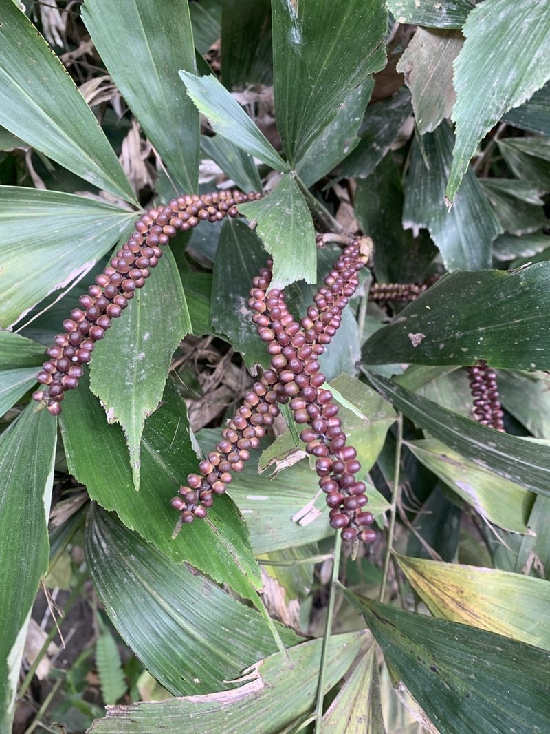 Arenga caudata photo 2