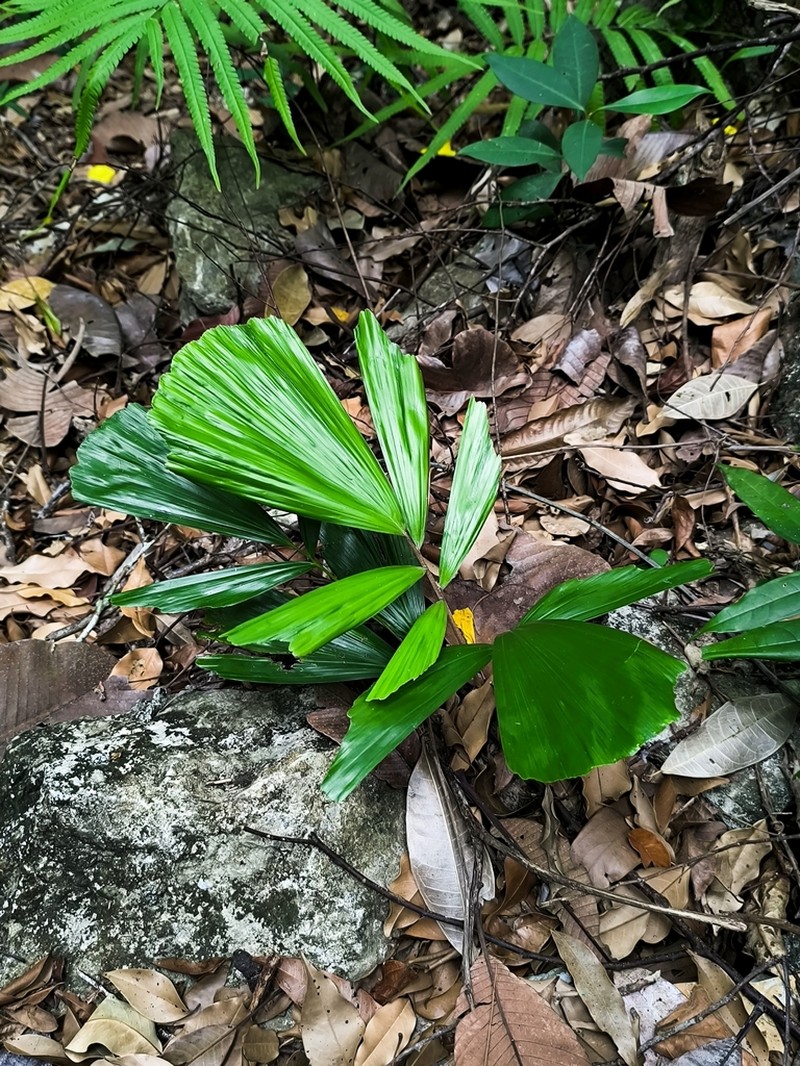 Arenga caudata photo 3