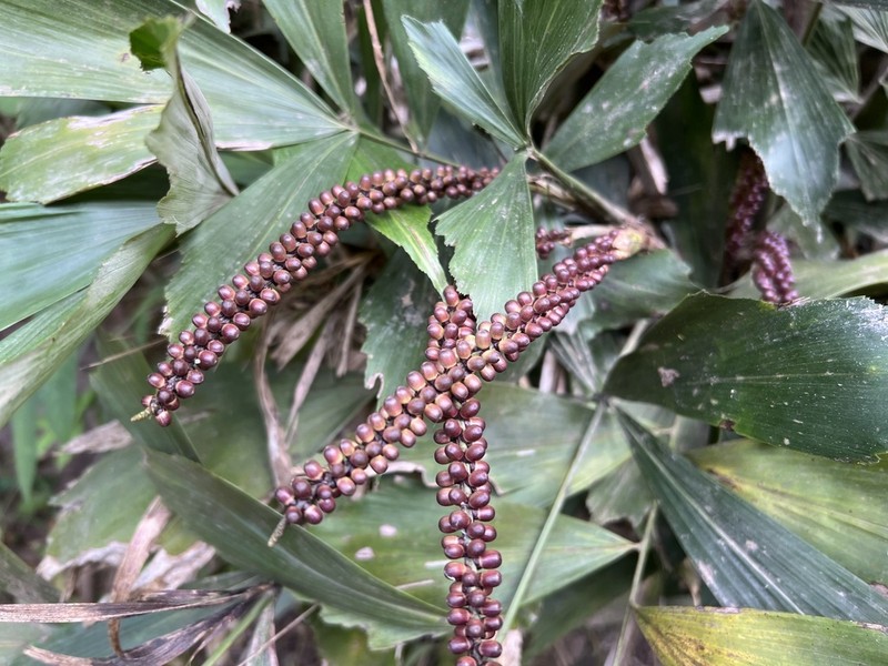 Arenga caudata photo 4