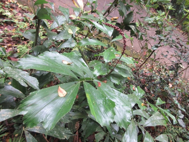 Arenga caudata photo 5