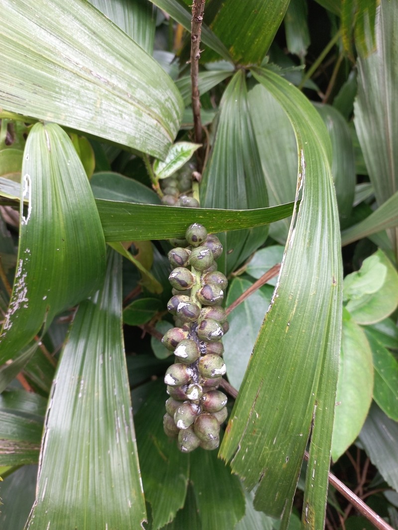 Arenga caudata photo 7