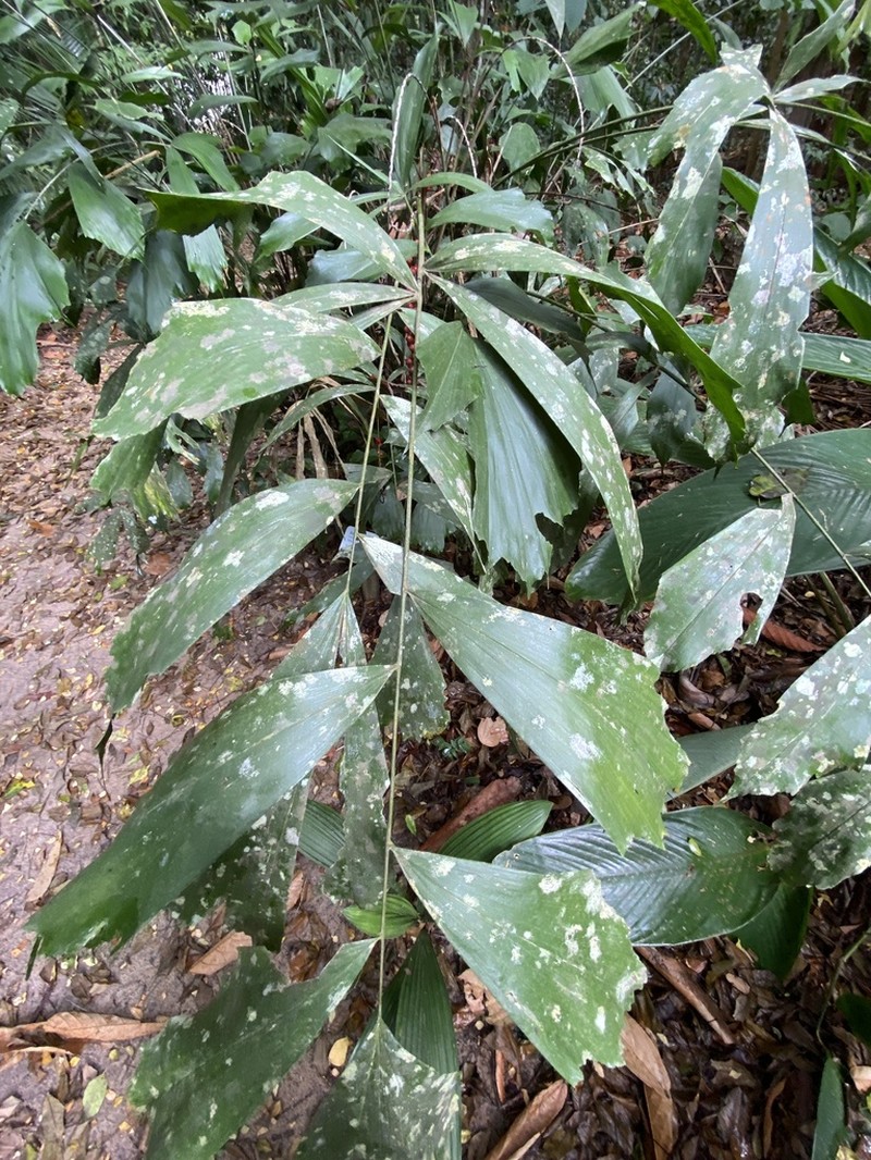 Arenga caudata photo 8