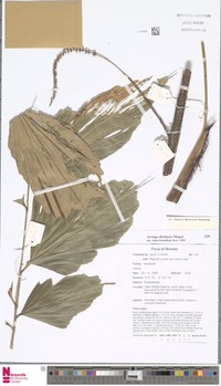 Arenga distincta