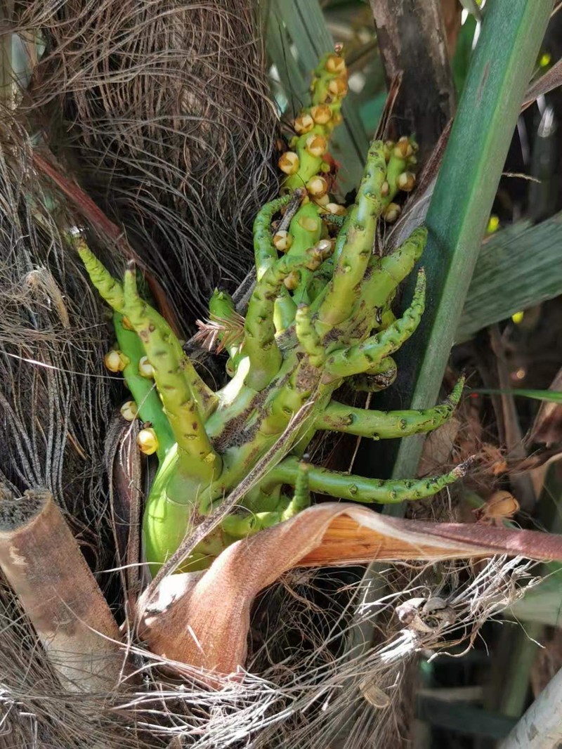 Arenga engleri photo 5