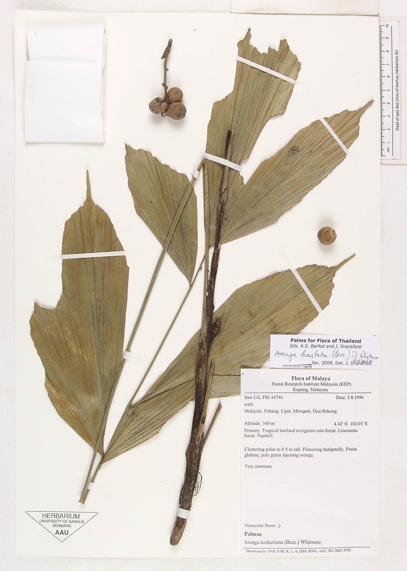 Arenga hastata