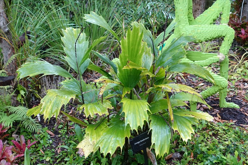 Arenga hookeriana