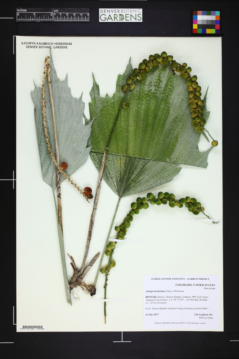 Arenga hookeriana photo 2
