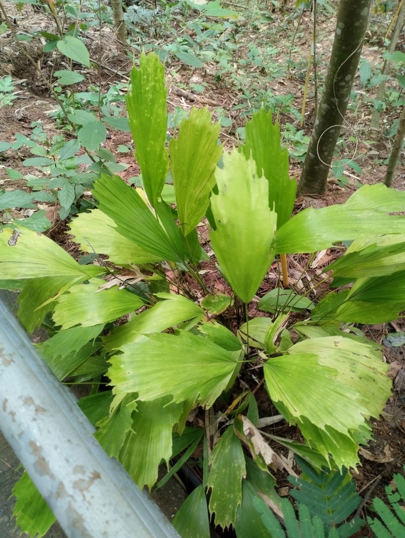 Arenga hookeriana photo 3