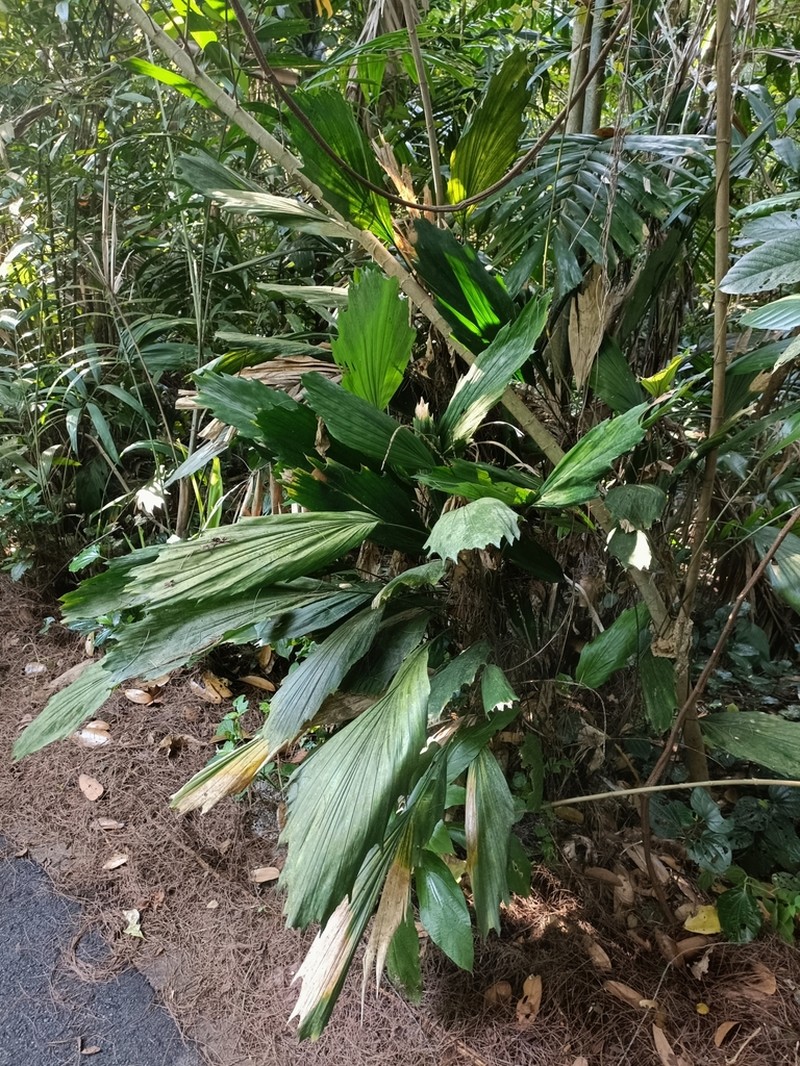 Arenga hookeriana photo 4