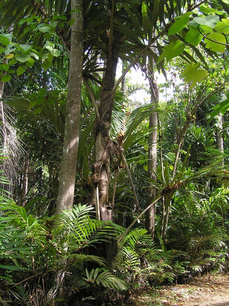 Arenga listeri photo 2
