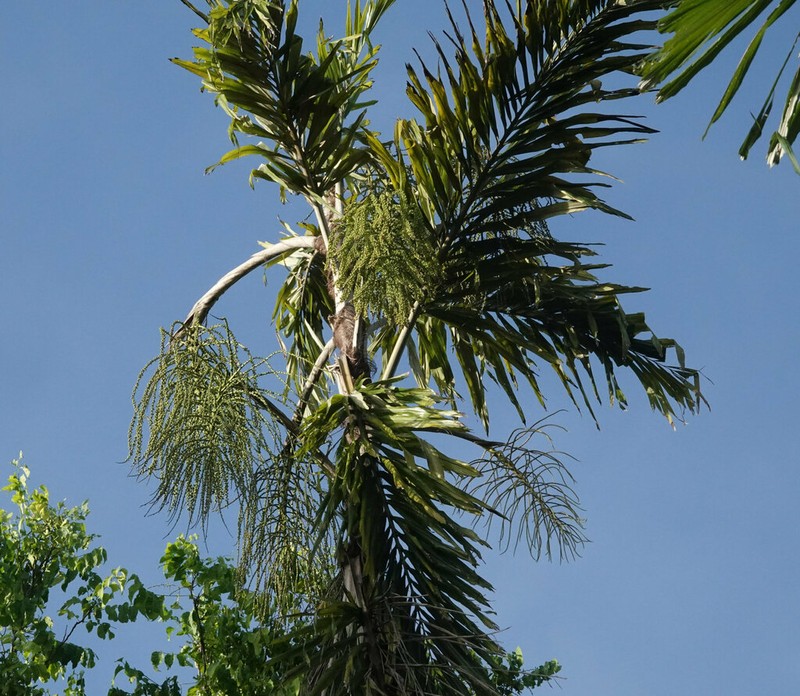 Arenga listeri photo 3