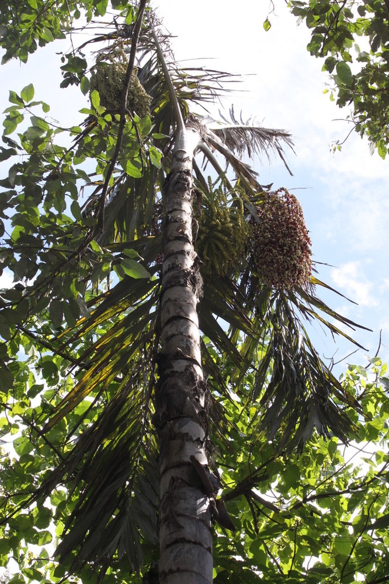 Arenga listeri photo 4