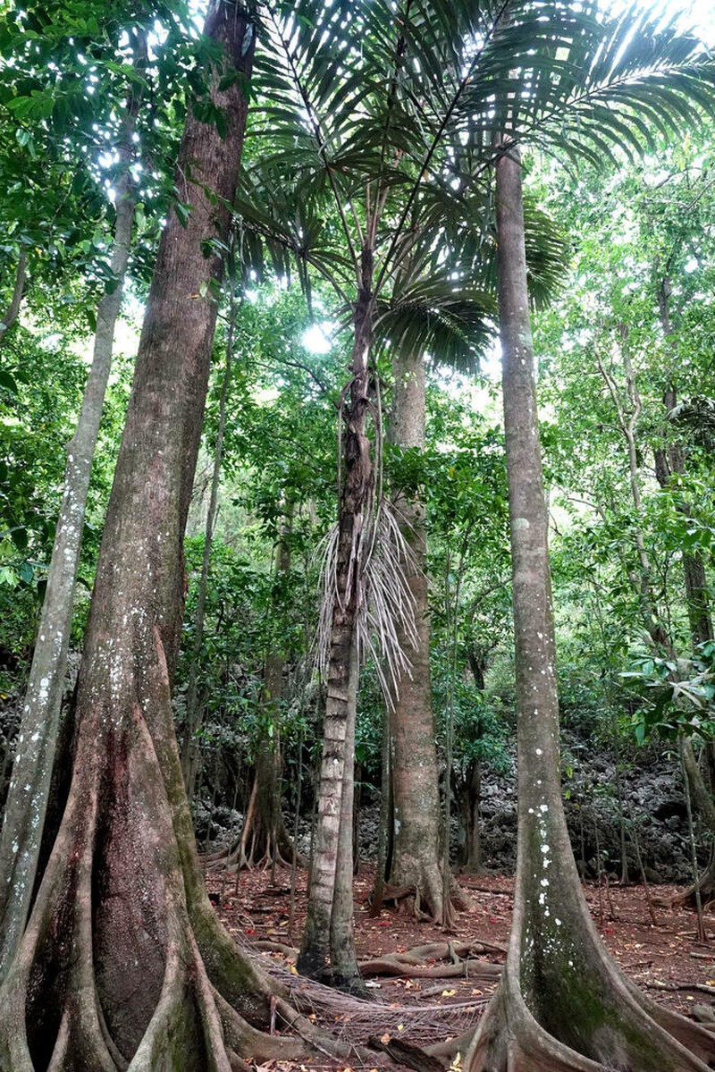 Arenga listeri photo 5