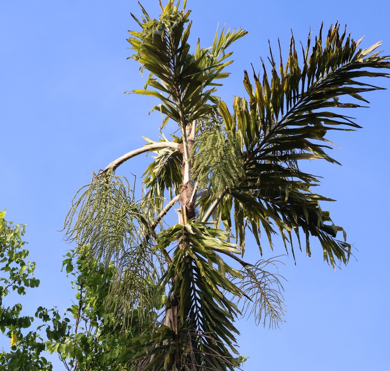 Arenga listeri photo 6
