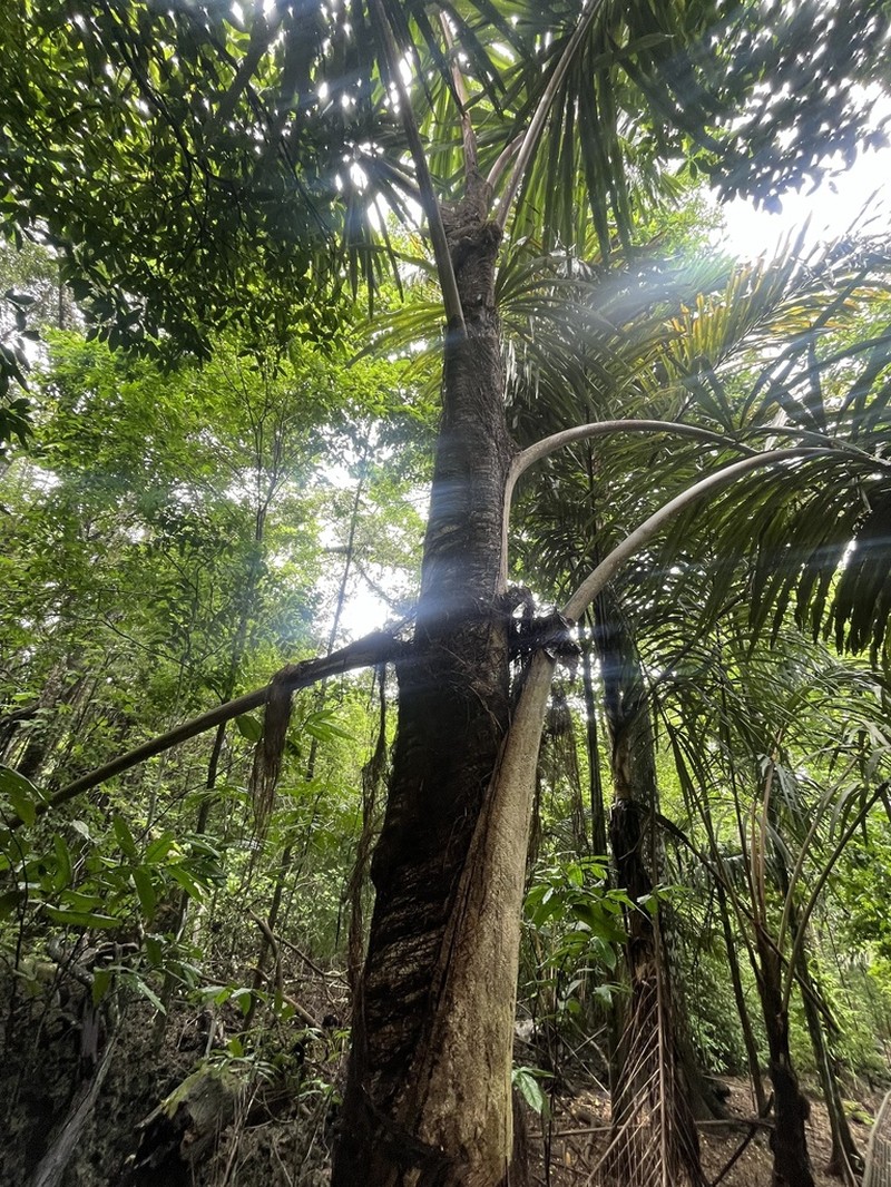 Arenga listeri photo 7