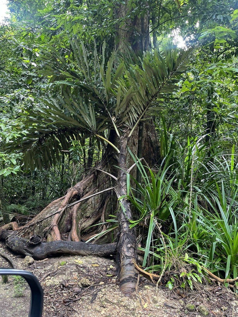Arenga listeri photo 8