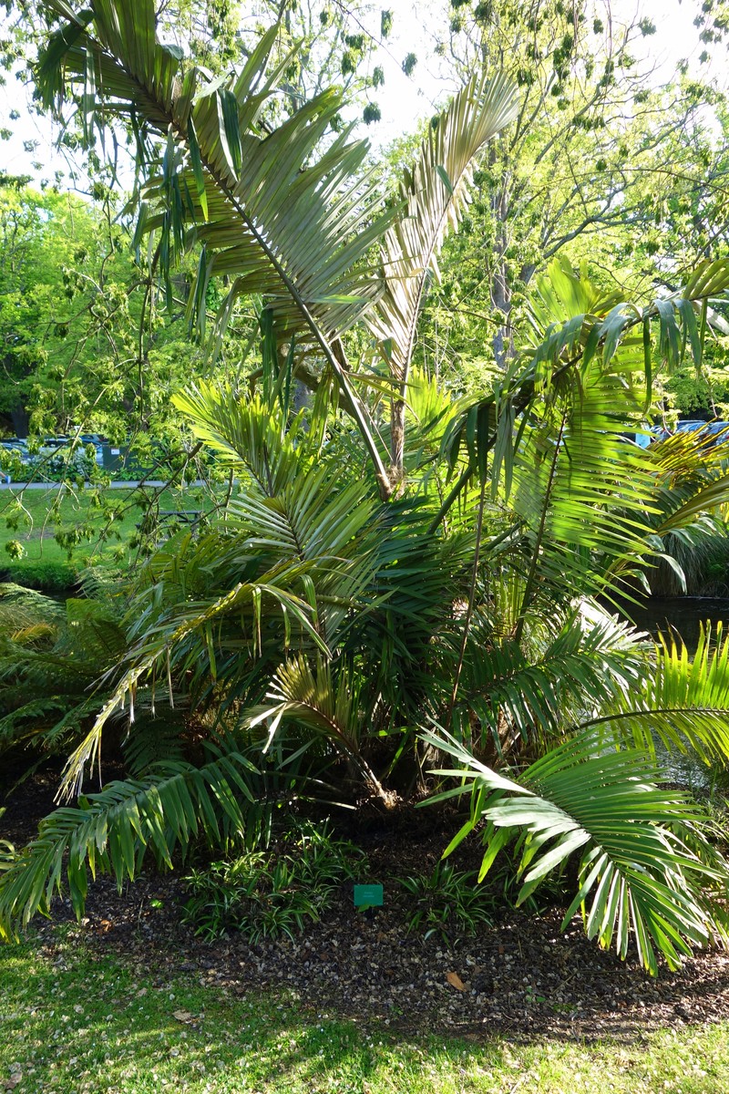 Arenga micrantha
