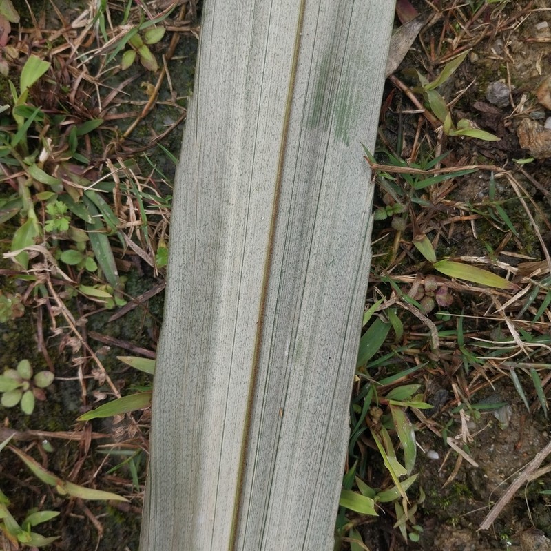 Arenga micrantha photo 2