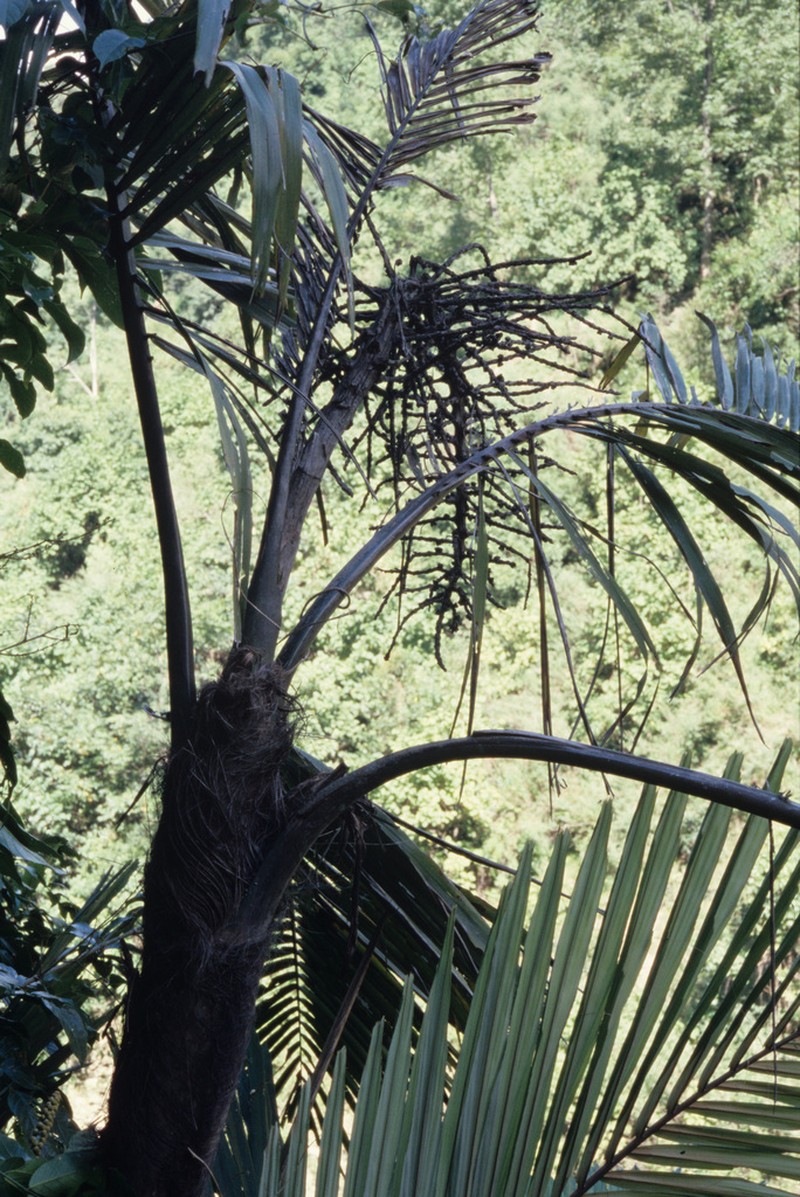 Arenga micrantha photo 3