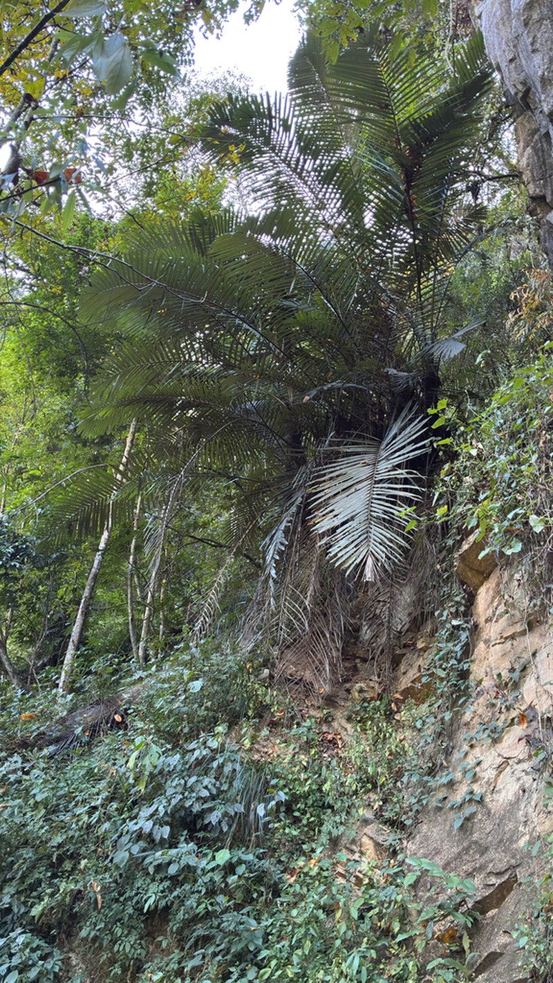 Arenga micrantha photo 4