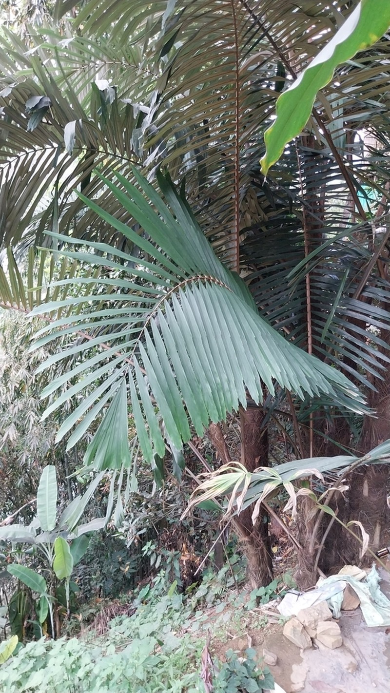 Arenga micrantha photo 5