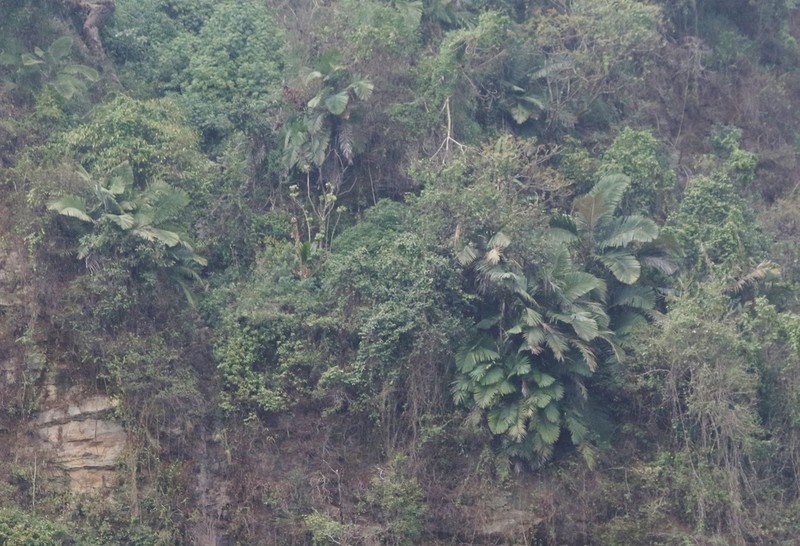 Arenga micrantha photo 6