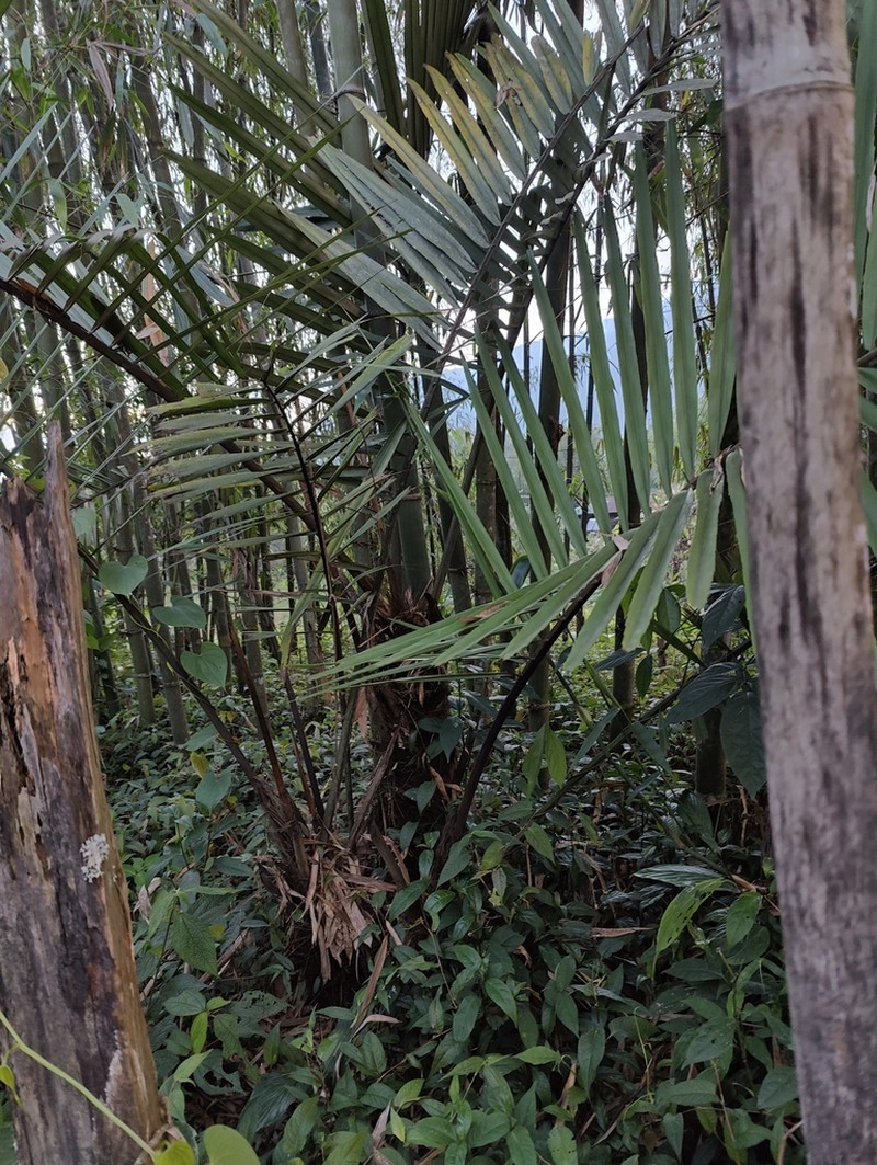Arenga micrantha photo 7