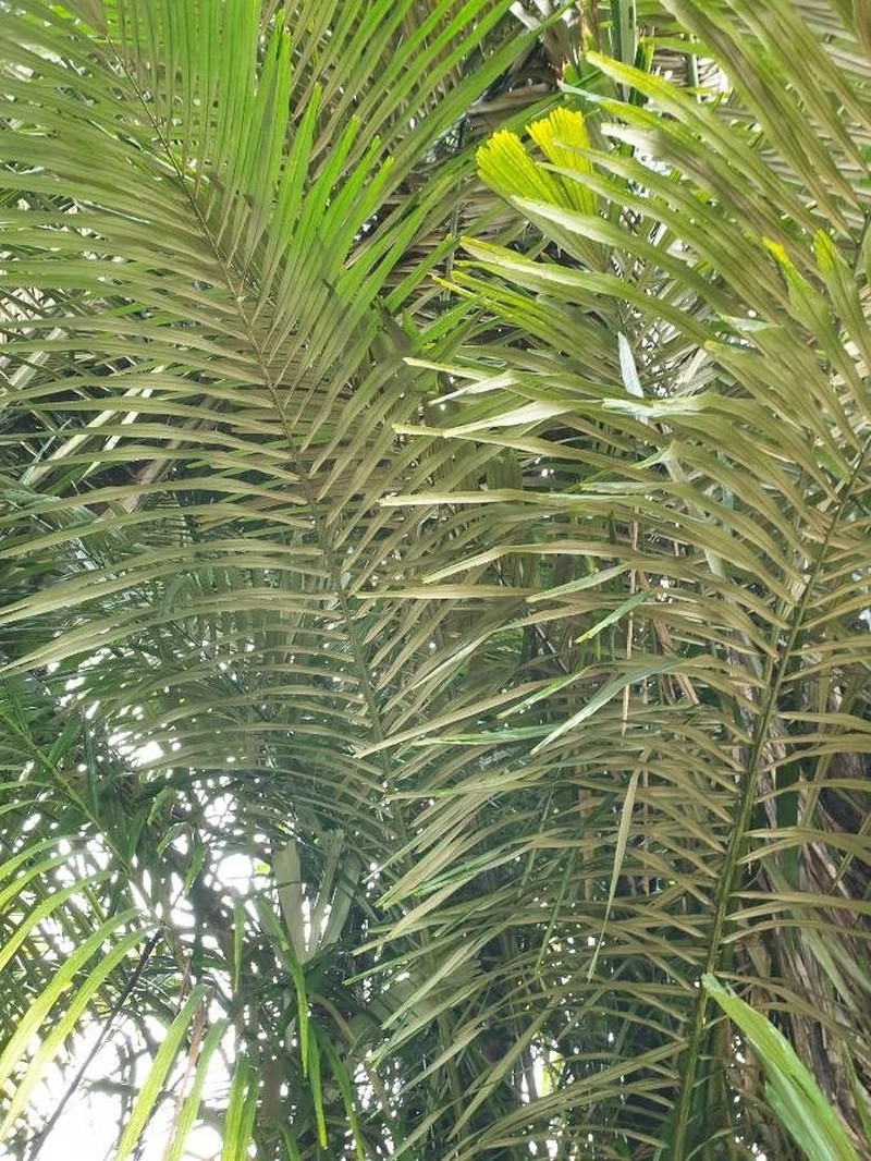 Arenga obtusifolia