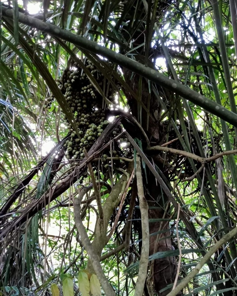 Arenga obtusifolia photo 2