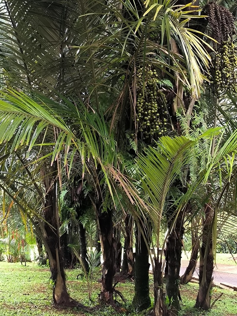 Arenga obtusifolia photo 3
