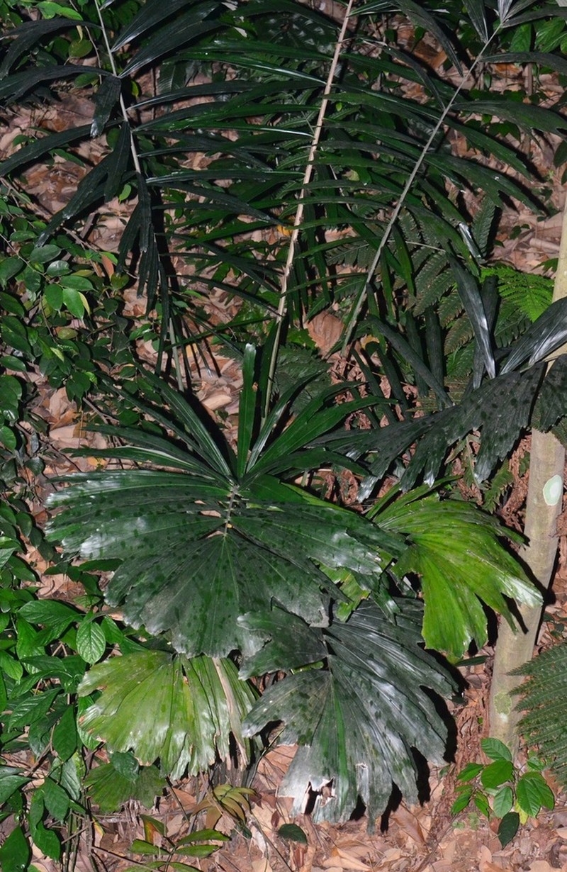Arenga obtusifolia photo 4