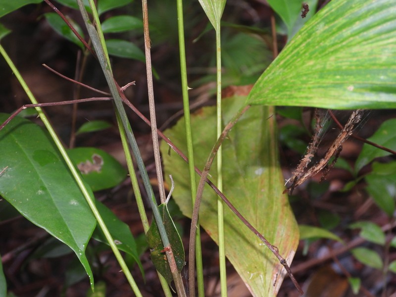Arenga obtusifolia photo 5
