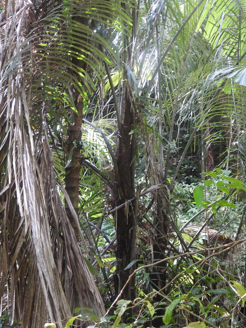 Arenga obtusifolia photo 6